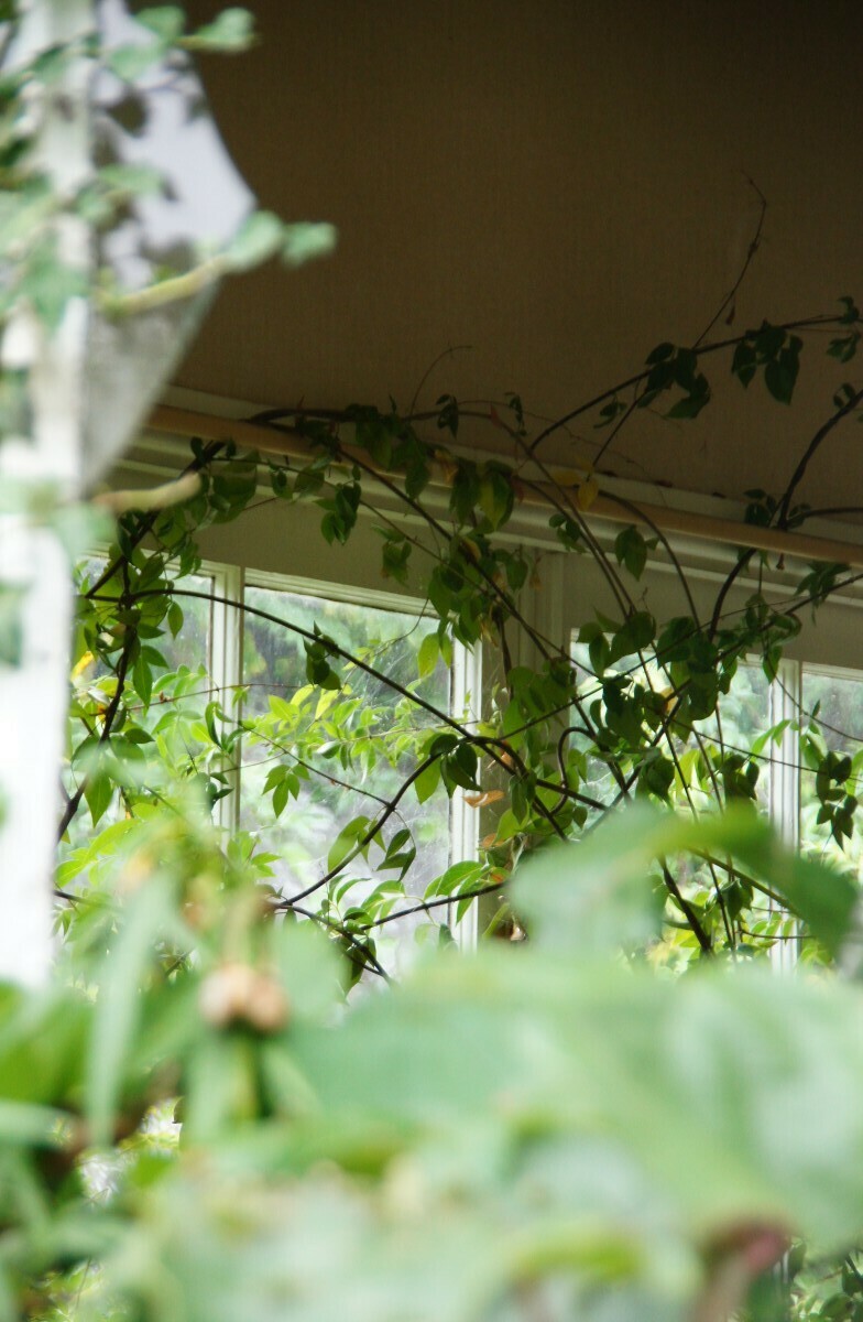 Vines growing through a broken window inside a house